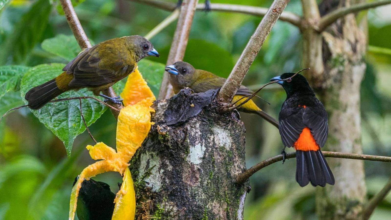 Bamboo River Lodge Horquetas Bagian luar foto
