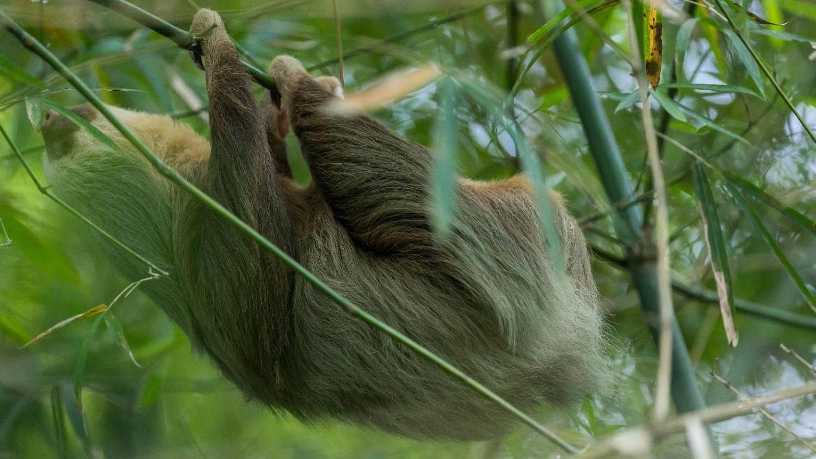 Bamboo River Lodge Horquetas Bagian luar foto