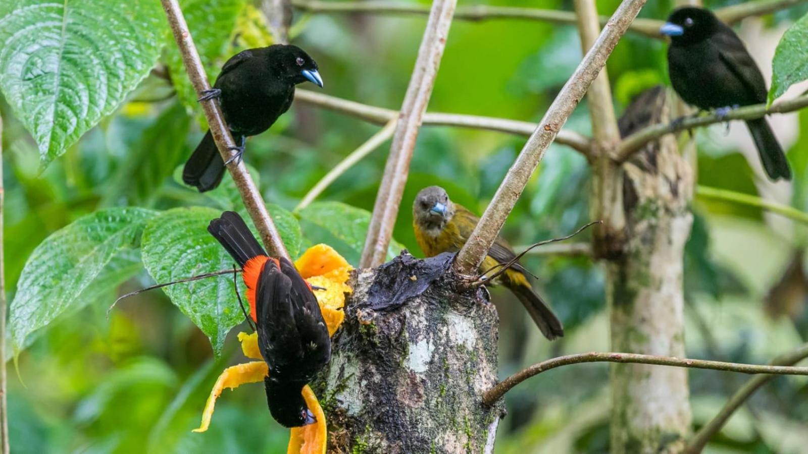 Bamboo River Lodge Horquetas Bagian luar foto